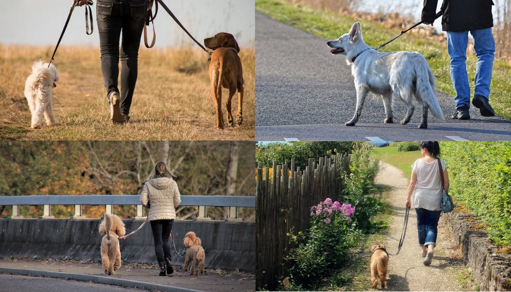 The Best Dog Leads for Every Dog and Owner